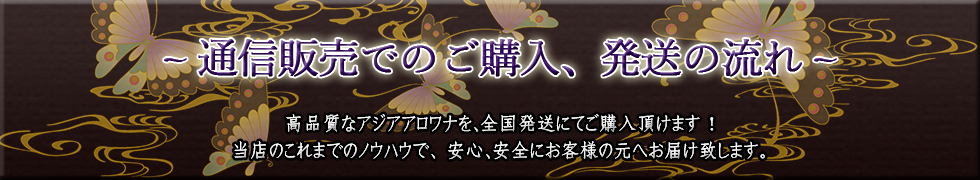 �ʔ̍w���̗���